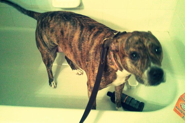 Sophie the Pitbull in the bathtub 