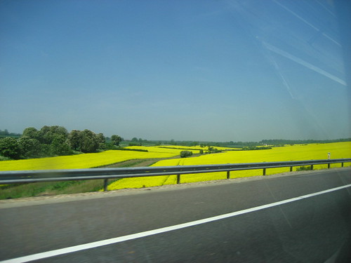 Rapeseed fields in Cambridgeshire