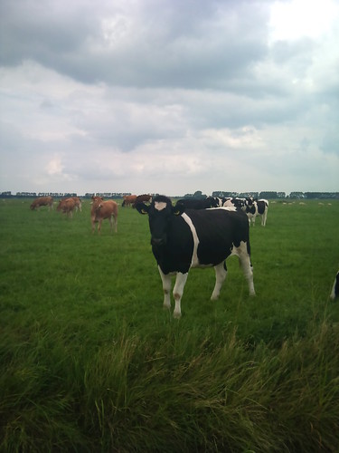 Curiosity killed the cow by XPeria2Day