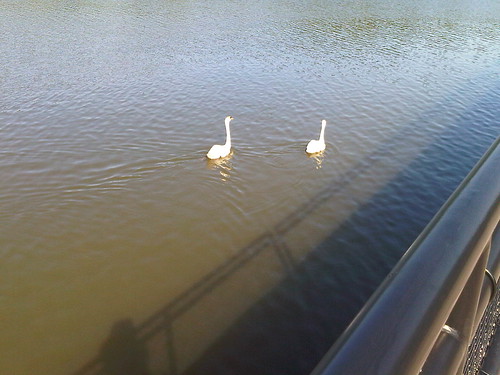 swans in the river