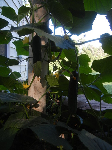 July 5 2011 hanging cucumbers (2)