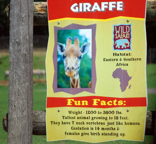 Giraffe Facts