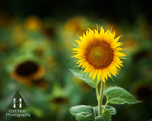 Sunflower by G. H. Holt Photography