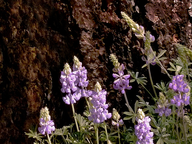 Lupine in the Pines...