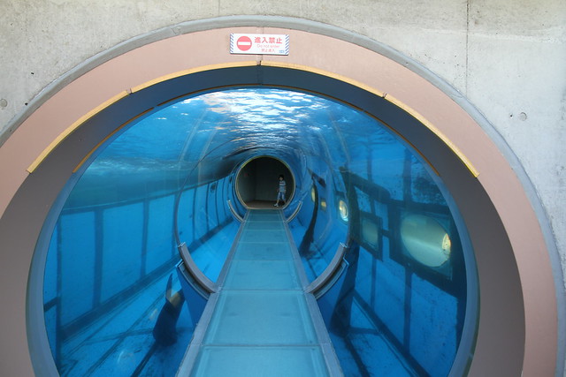 Sea Lion Tunnel