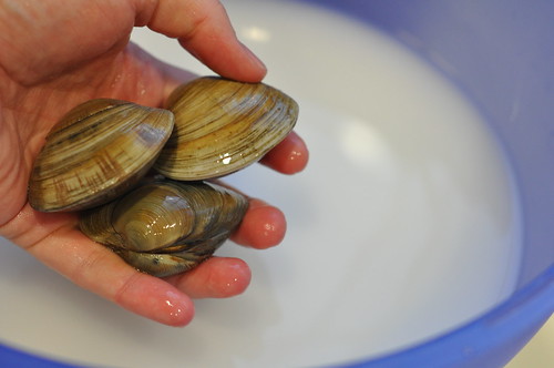 washing clams