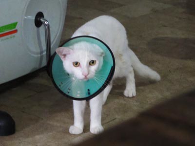 sad white kitty