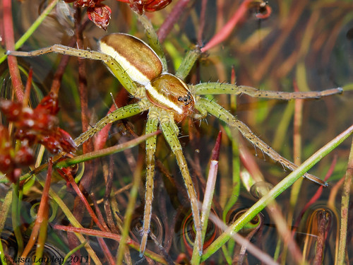 Young Raft Spider