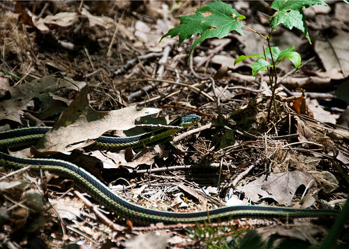 Ontario Garter Snake - #211/365 by PJMixer