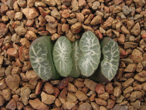 Haworthia truncata 'Ryukyuu' by inque012