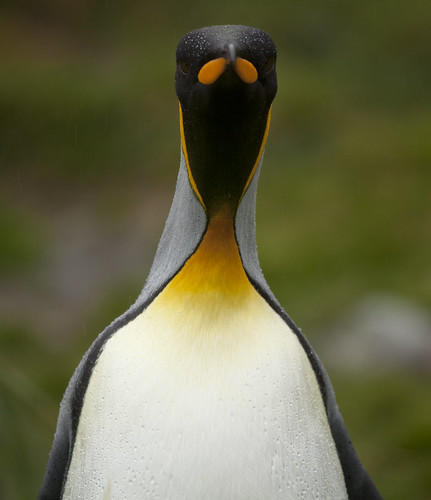 Penguin by Nigel 2006