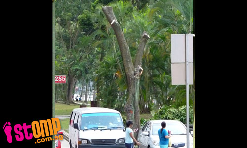 Are trees in Choa Chu Kang being illegally removed?