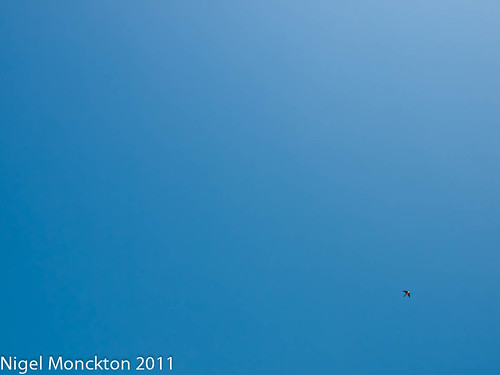 1000/508: 24 July 2011: Spot the Birdie by nmonckton