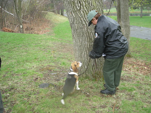 Thunder attending a course at the National Detector Dog Training Center.