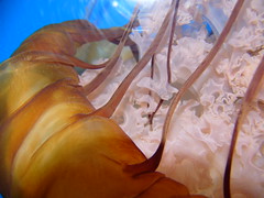 Pacific sea nettle