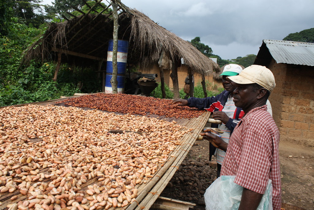 Séchage du cacao Togo