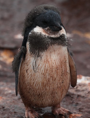 Adélie Penguin chick with awesome furry patches by Liam Q