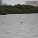A dolphin waiting for the Space Shuttle Atlantis launch STS-135