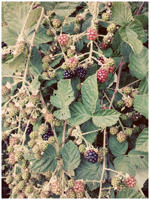 First blackberries of the season