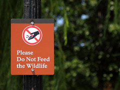 Please Do Not Feed the Wildlife