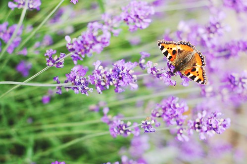 lavender / butterfly
