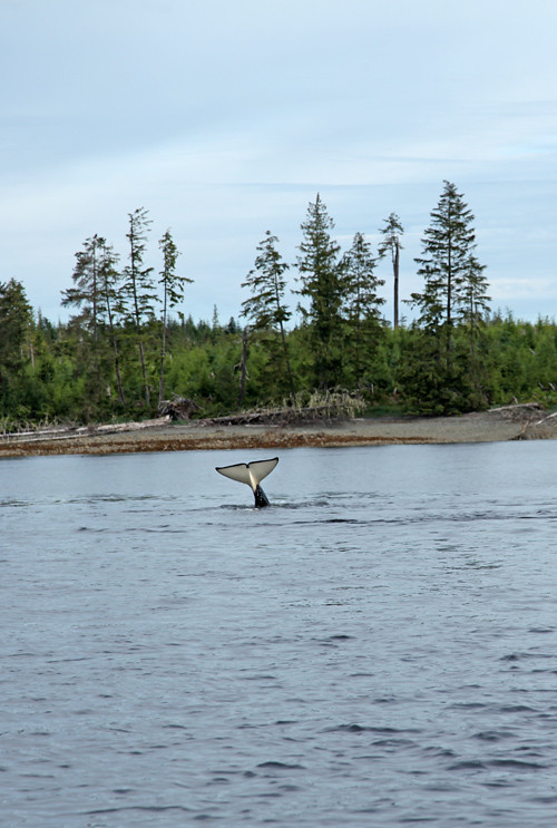 killer whale tail, Karta Bay, Alaska