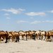Milhares de camelos no meio dos oasis