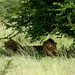 Tres leoes macho fugindo do calor