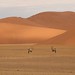 Os oryx sao os antilopes de maior chifre na Africa