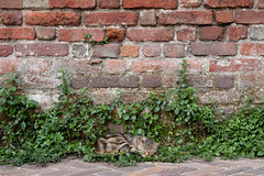 Cat in Castello Sforzesco