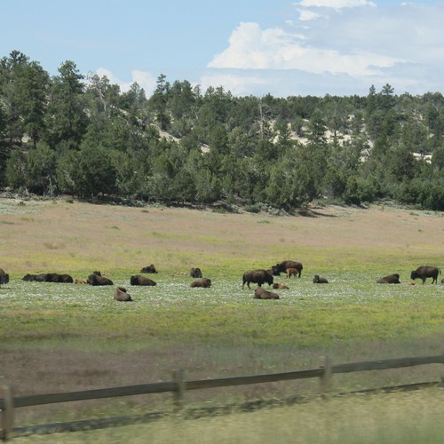 American Bison near Zion