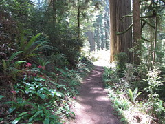 Typical hiking trail path in the redwood parks...