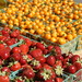 Tomatero Organic Farms