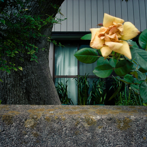 Wall Tree Rose Window