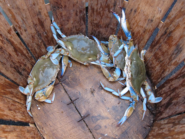 Crabbing et al 019