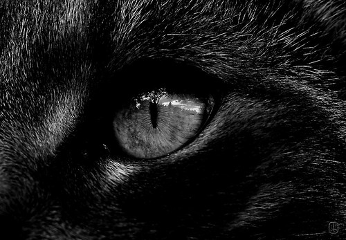 Cat's Eye by SKA.01