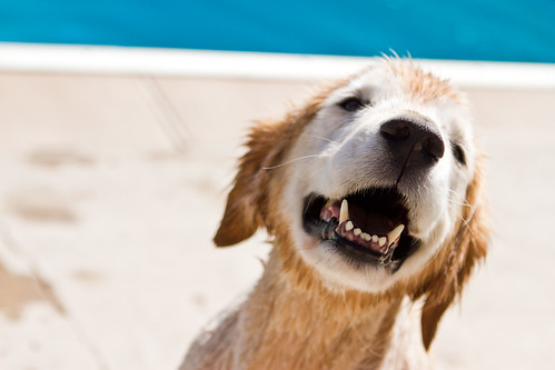 Post Swim Scout Dog 51.365 #TeamPhotoBlog by dhgatsby