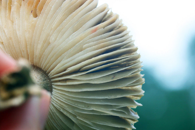 Mushroom Top Underneath