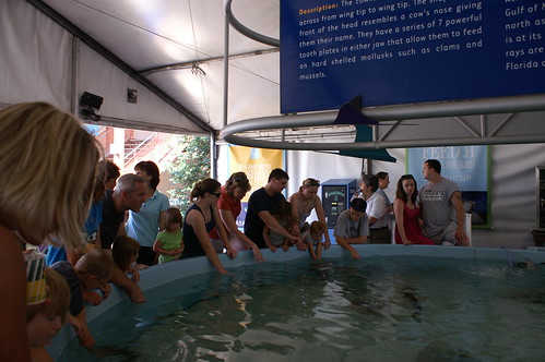 Touching sting ray (look closely, we are there)