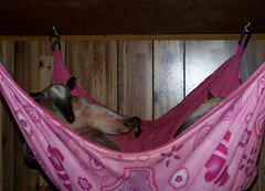 Sharing the hammock