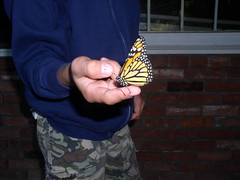 with a butterfly