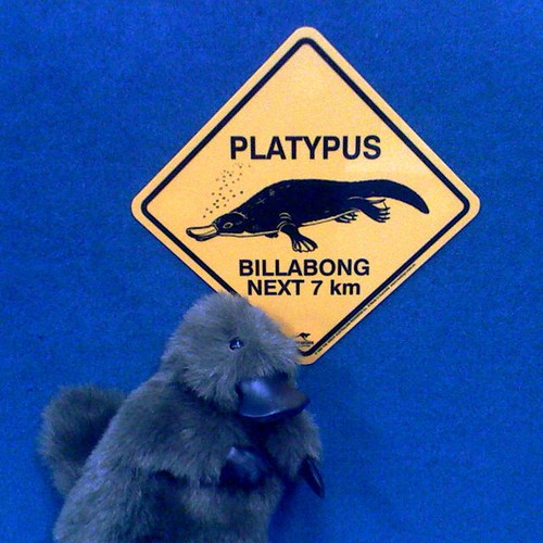 Platypus crossing (#28)