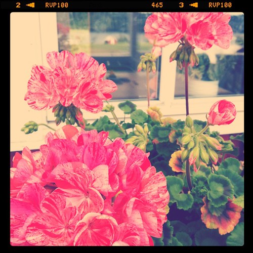 Min systers blommor.