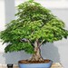  Acer palmatum