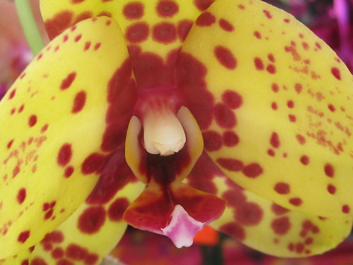 Yellow and Red Spotted Orchid Flower