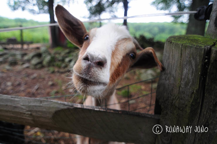 Friendly goat at Blueberry farm