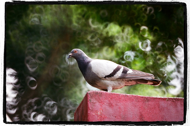 Story:King of the Pigeon