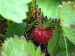 Paisley Stawberries 05