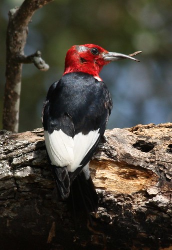 Red-headed Woodpecker, deformed bill