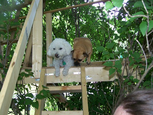 dogs in the treehouse